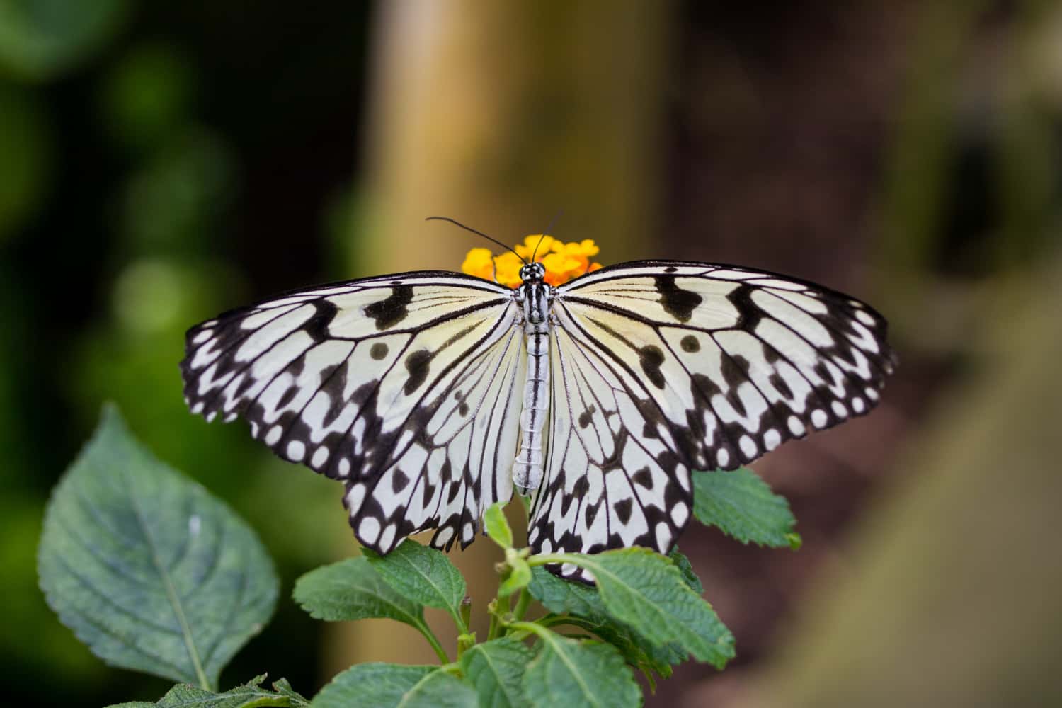 希少蝶の標本採取84/87/2003年 オオゴマダラ等現状品41x50x6cm 【公式