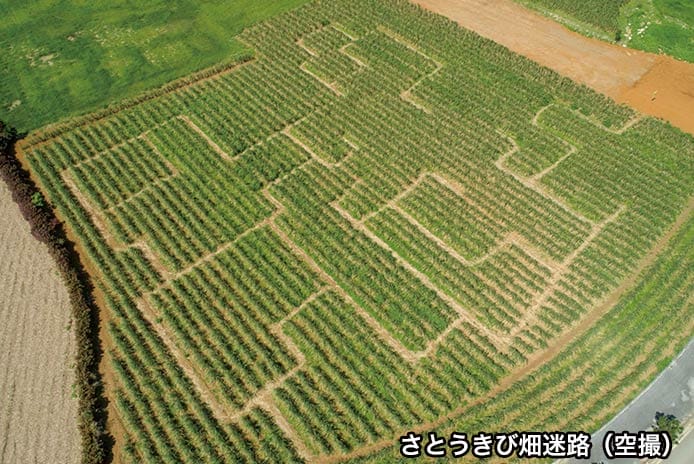 世界が恋するokinawa さとうきび畑迷路 2月1日より開催 宮古島経済新聞 世界が恋するokinawa さとうきび畑迷路 2月1日より開催 宮古島経済新聞