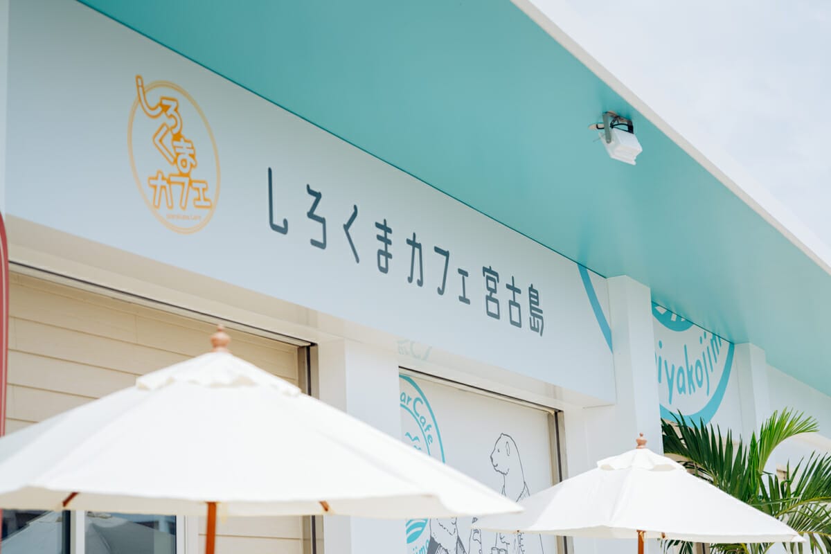 Vol 134 しろくまカフェ 聖地巡礼してきました 宮古島経済新聞